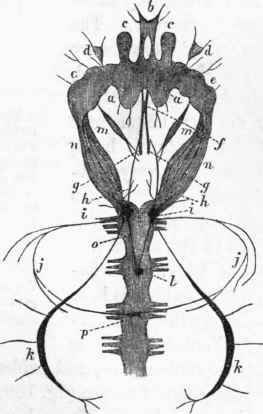 Plan of the nervous system in the Dorsibranchiate Annelidans.