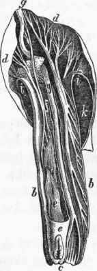 Proboscis of Buccinum.