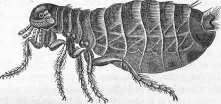 Pulex irritans.