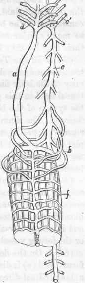 Respiratory and circulatory apparatus in Terebella.