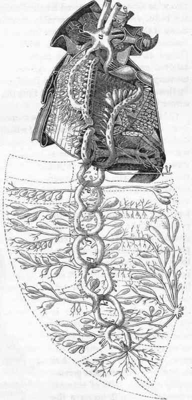 Respiratory apparatus of Melolontha vulgaris.