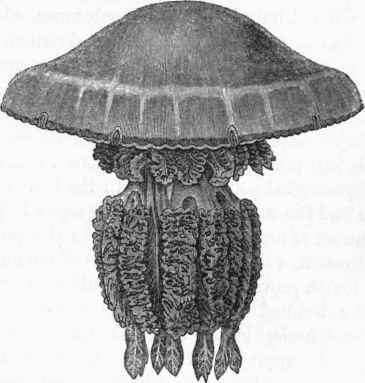 Rhizostoma Cuvieri.