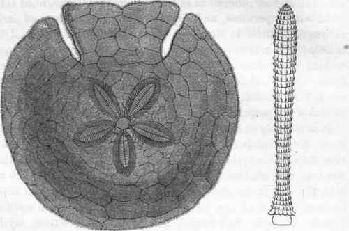 Scutella.