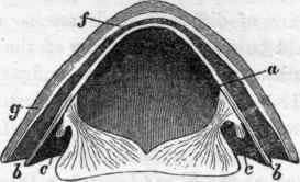 Section of Patella.