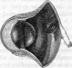 Section of the eye of an Owl.