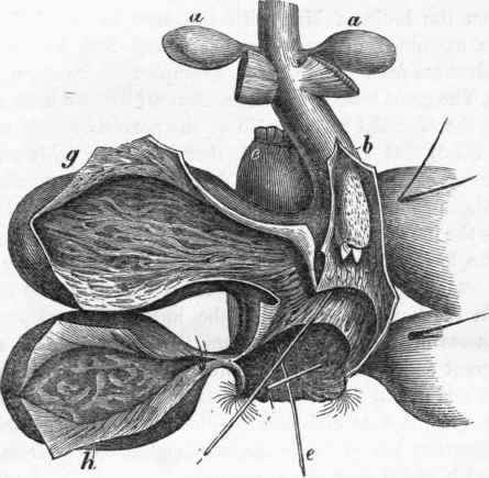 Sexual organs of male Beaver.