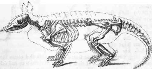 Skeleton of Armadillo.