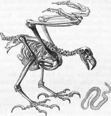 Skeleton of Eagle.