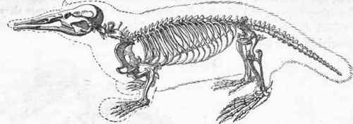 Skeleton of Omithorynchus paradoxus.