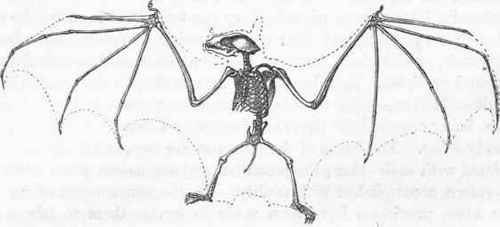 Skeleton of the Bat.