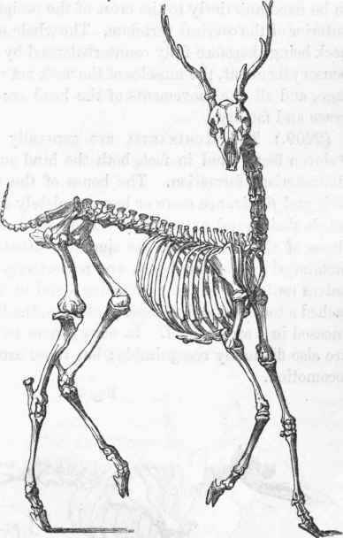 Skeleton of the Stag.