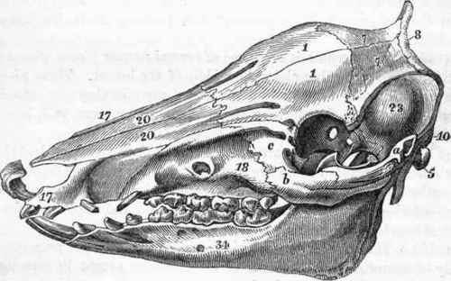 Skull of the Pig.