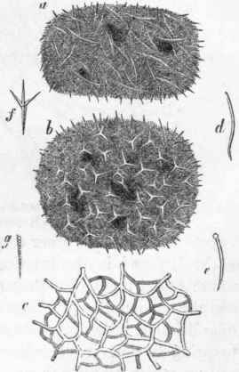Spicula and horny skeleton of various Sponges.