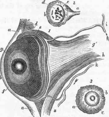 Structure of the eye in Torrea vitrea, and of the supposed auditory apparatus in Arenicola (after Quatrefages.)