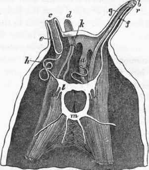 Structure of the tentacles of the Snail.