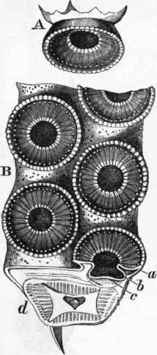 Structure of the tentacular suckers in the Cephalopoda.