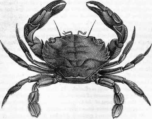 Swimming Crab.