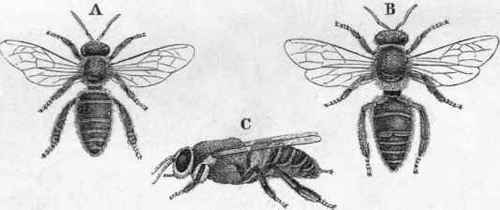 The Hive Bee (Apis mellifica.) A, Working Bee. B, fertile female, or Queen Bee.