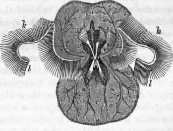 Vascular system of Terebratula Chilensis: a, c, the mantle.