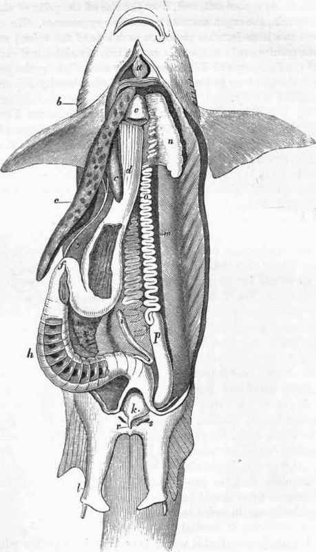 Viscera of the Shark, in situ: a, the heart; b, gill openings.