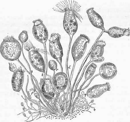 Vorticella microstoma (Ehr.), showing different stages of the process of fissiparous reproduction.