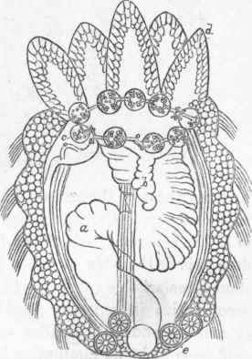 Young Holothuria.