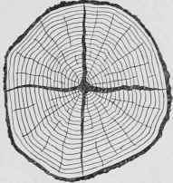 Fig. 4. Section of Log Showing Heartshake