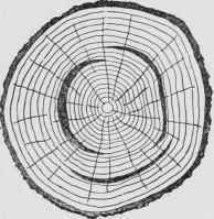 Fig. 5. Section of Log Showing Windshake