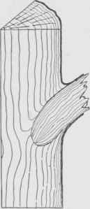 Fig. 6. Section Showing Formation of a Knot