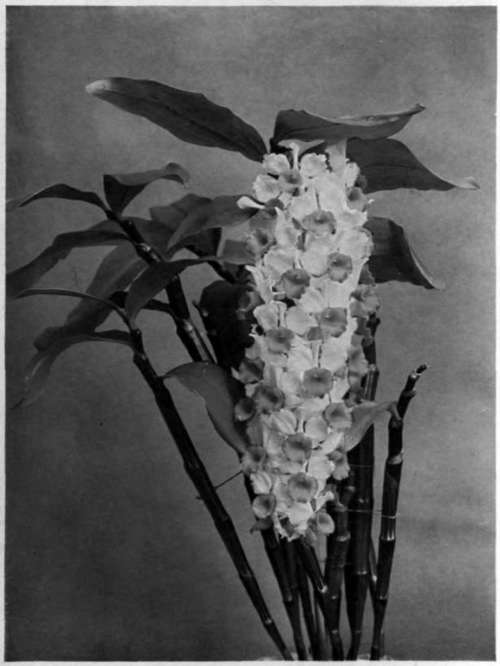 A Flower Study. Frontispiece.