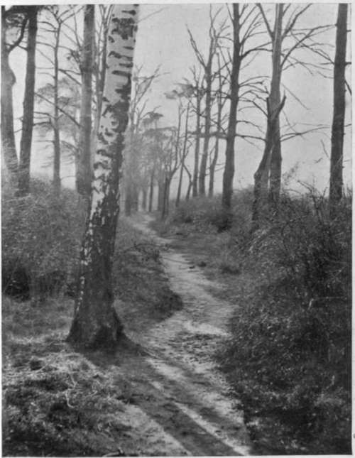 W. H Rogers. A Woodland Path.