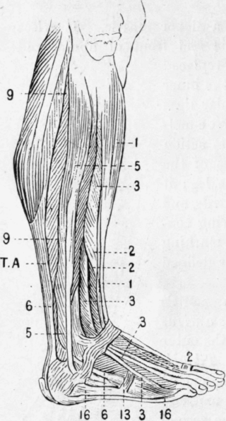 Fig. 16.