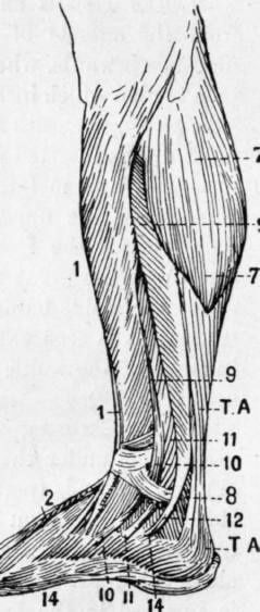 Fig. 17.