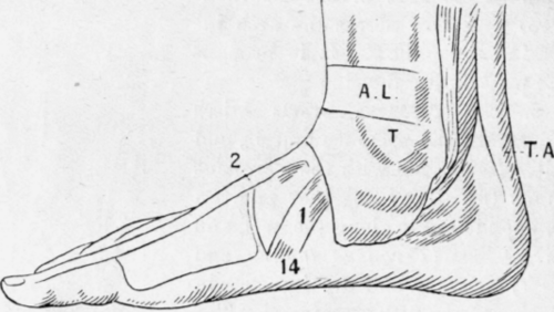 Fig. 19.