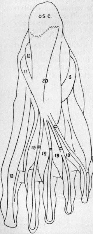 Fig. 23