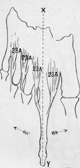 Fig. 25.