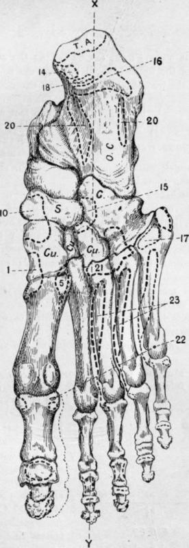 Plantar View