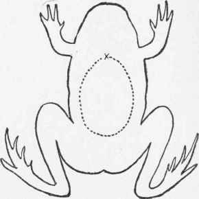 Frog 104