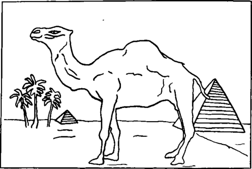 Camel Design