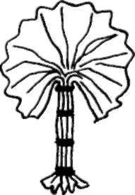 Pleats For The Branches