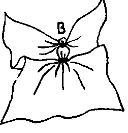 Separate The Folds