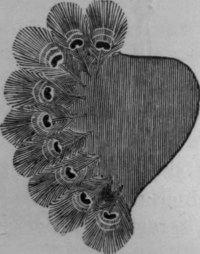 Feather Screen