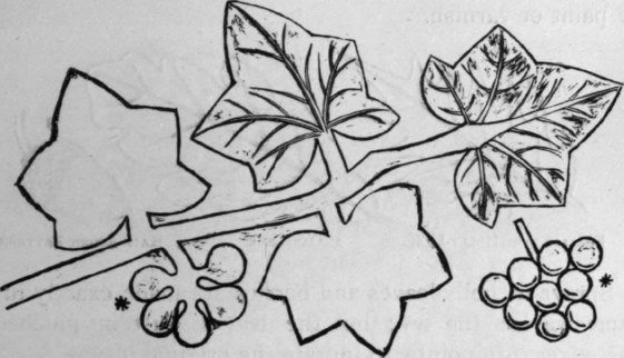 Ivy-Leaves