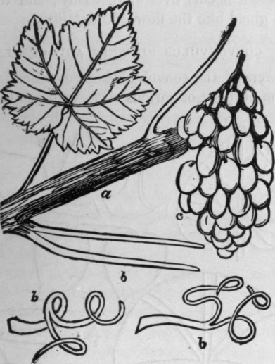 Vine Leaf and Stalk