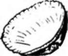 Large shells
