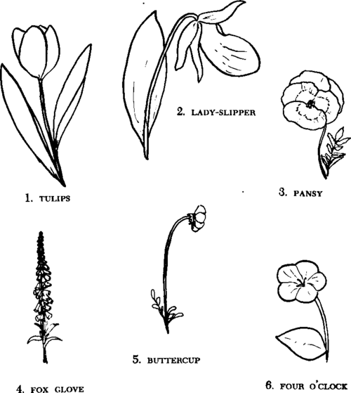 Trace these flowers