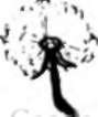 dandelion seed