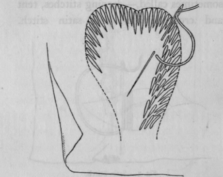 Feather or Crewel Stitch