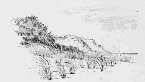 Back of the Beach: Sand Dunes.