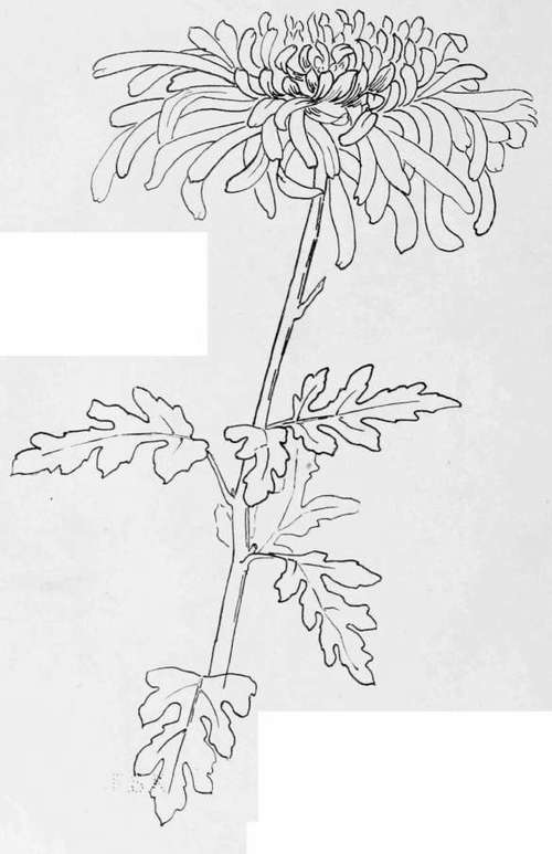 Chrysanthemum.